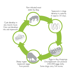 Sheep Measles Lifecycle – Ovis Management